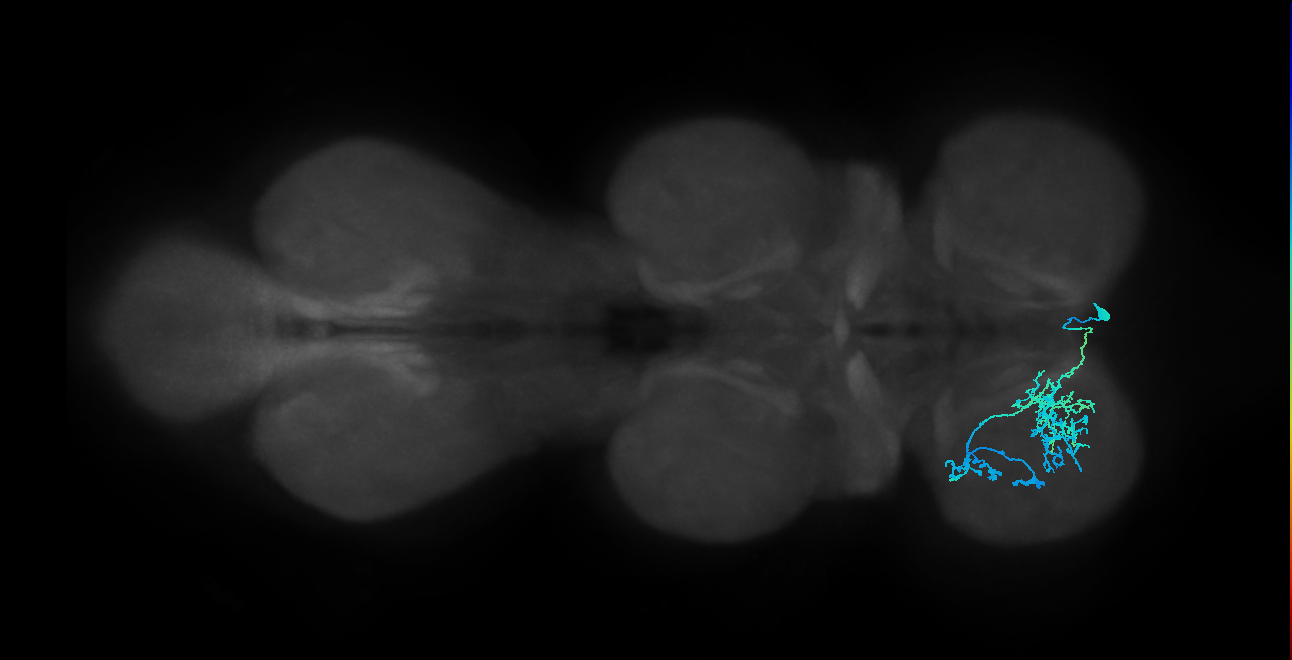 IN14A015_R (MaleCNS:806995)
