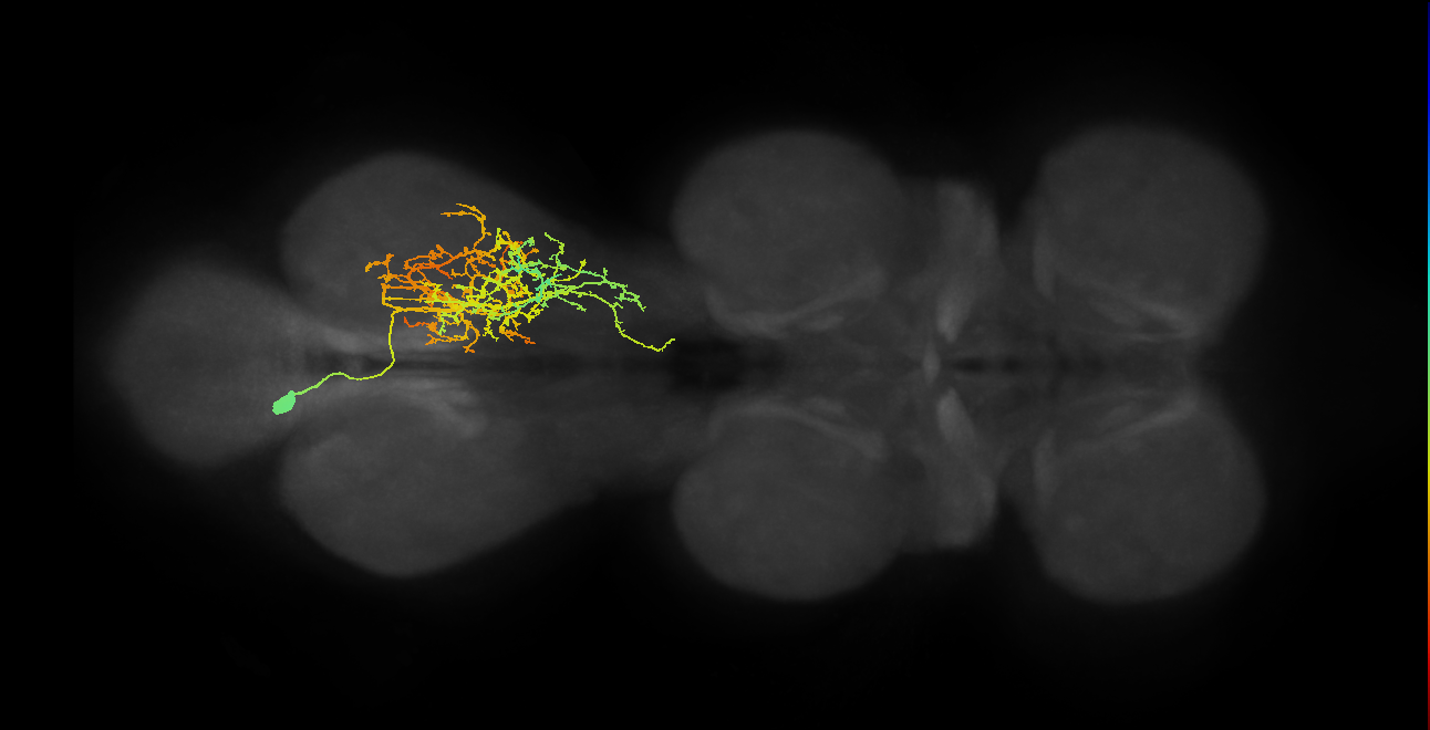 IN14A016_L (MaleCNS:903499)
