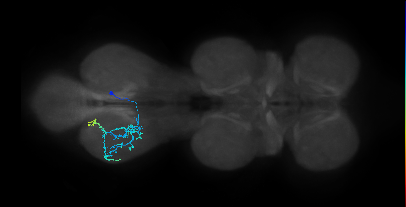 IN14A018_R (MaleCNS:804224)