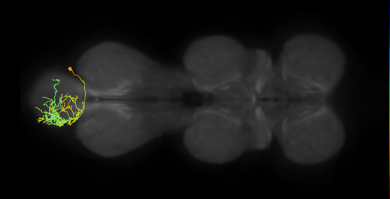 lineage NB4-1 primary interneuron