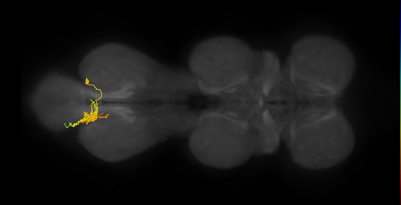 IN14A020_R (MaleCNS:908962)