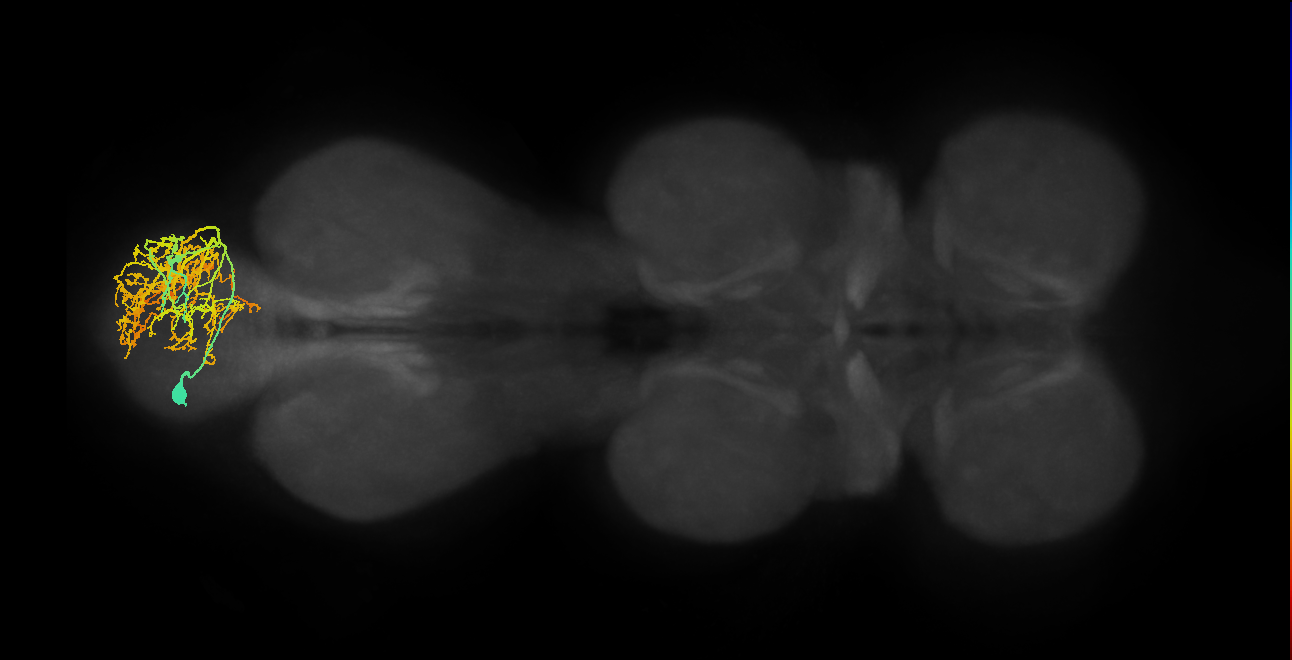 lineage NB4-1 primary interneuron