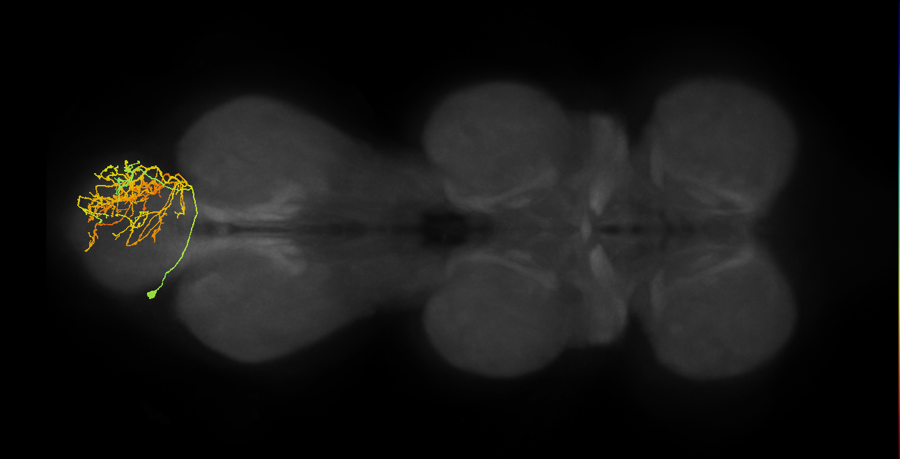 lineage NB4-1 primary interneuron