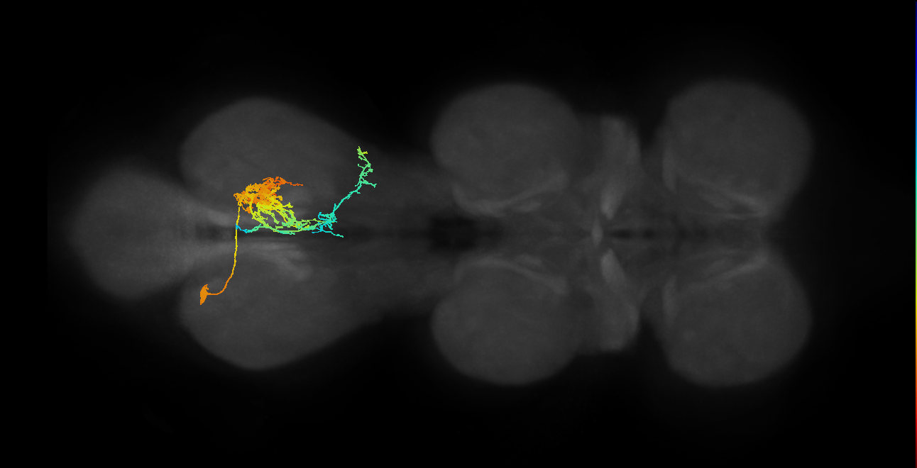 lineage NB4-1 primary interneuron