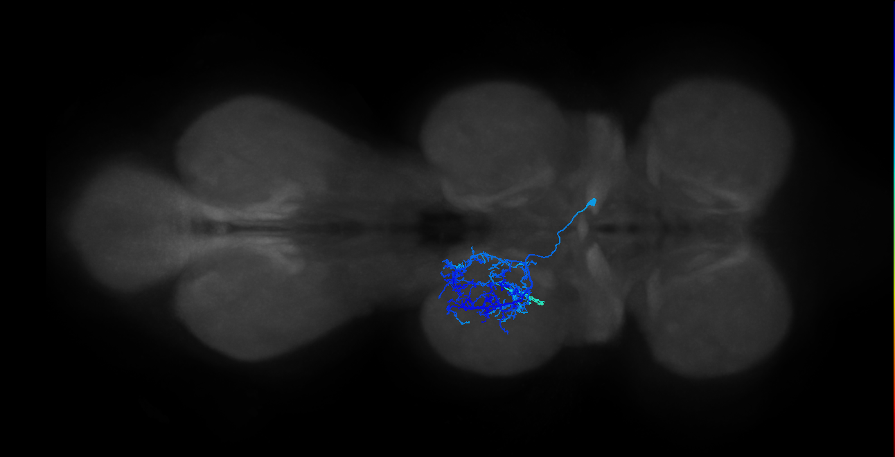 IN14A024_R (MaleCNS:803396)