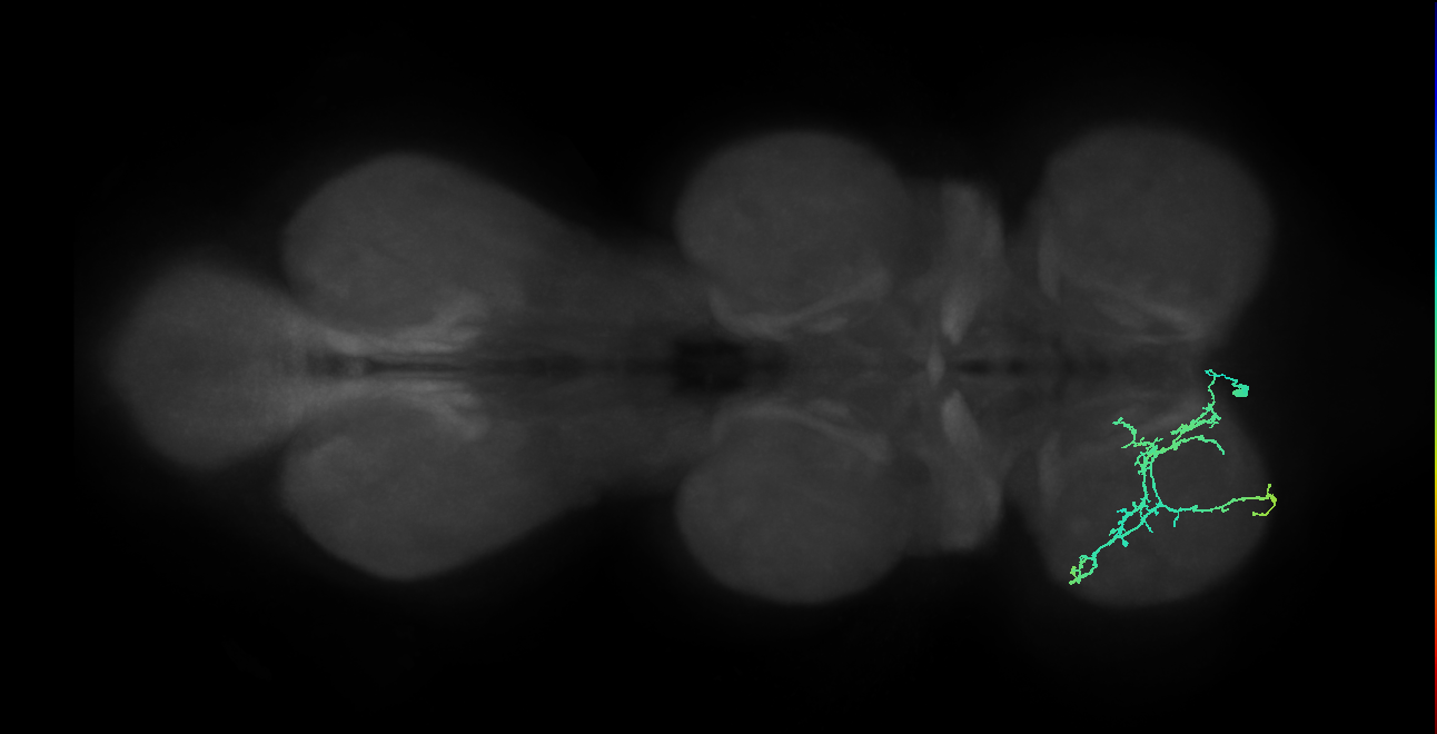 IN14A028_R (MaleCNS:811369)