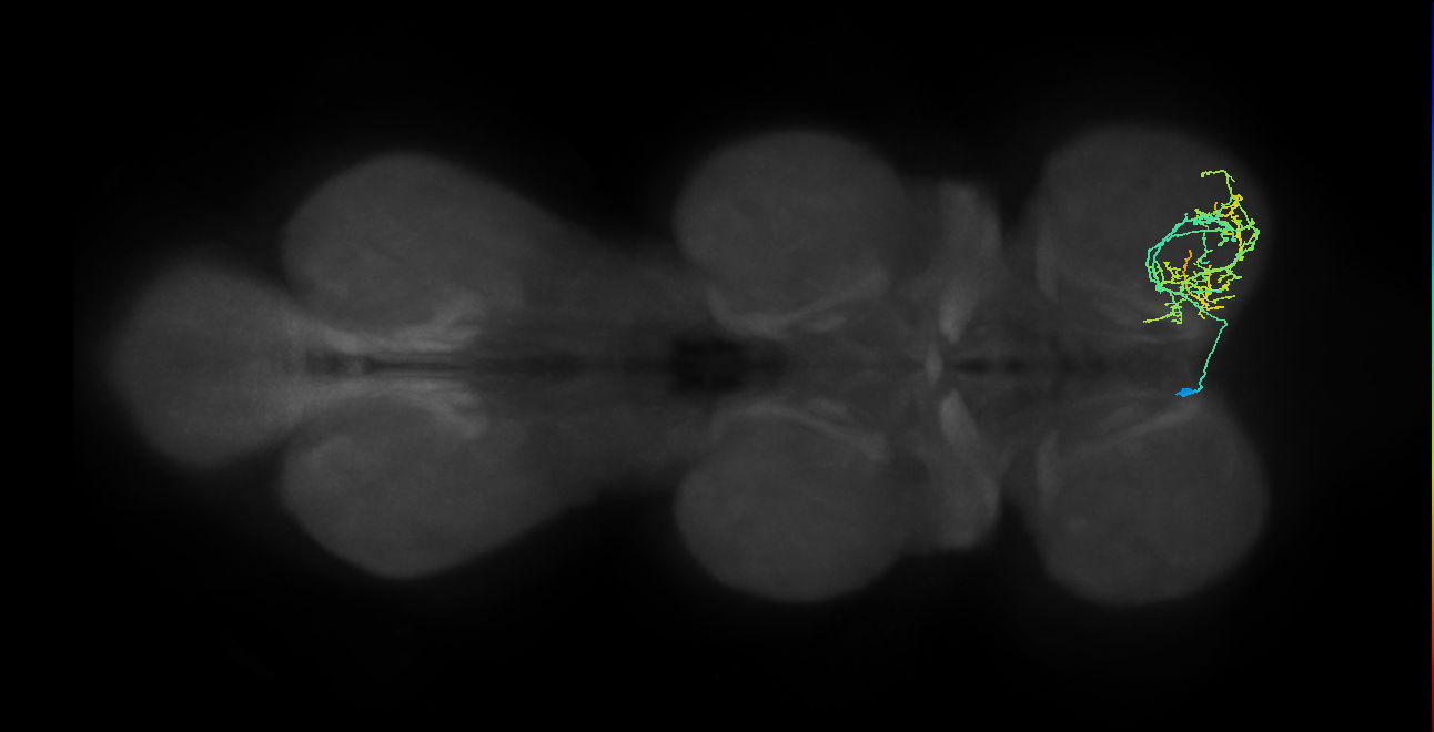 IN14A033_L (MaleCNS:906526)