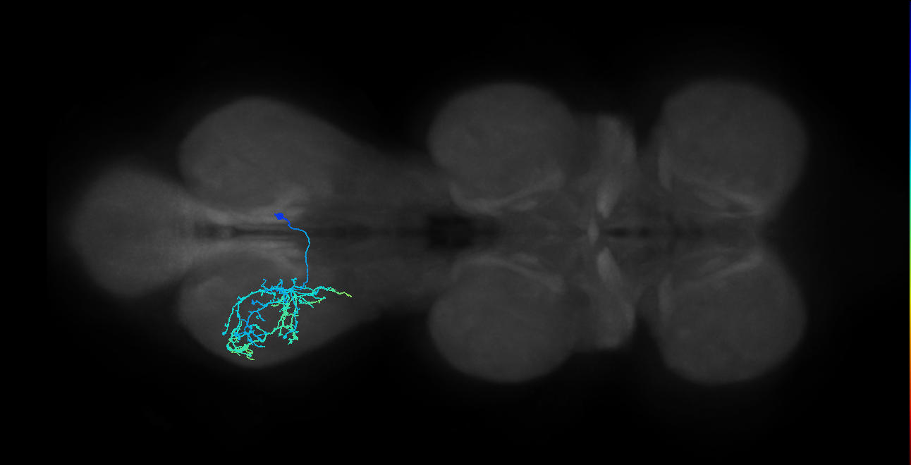 adult VNC neuron
