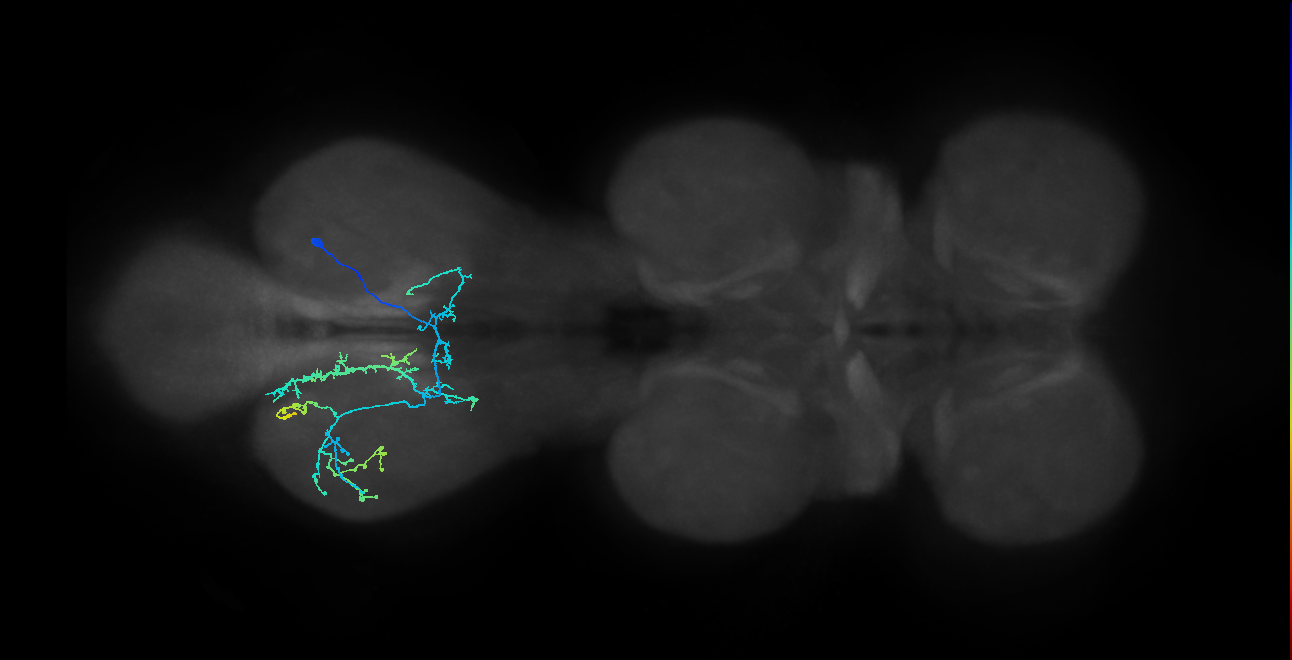IN14A042, IN14A047_R (MaleCNS:808562)