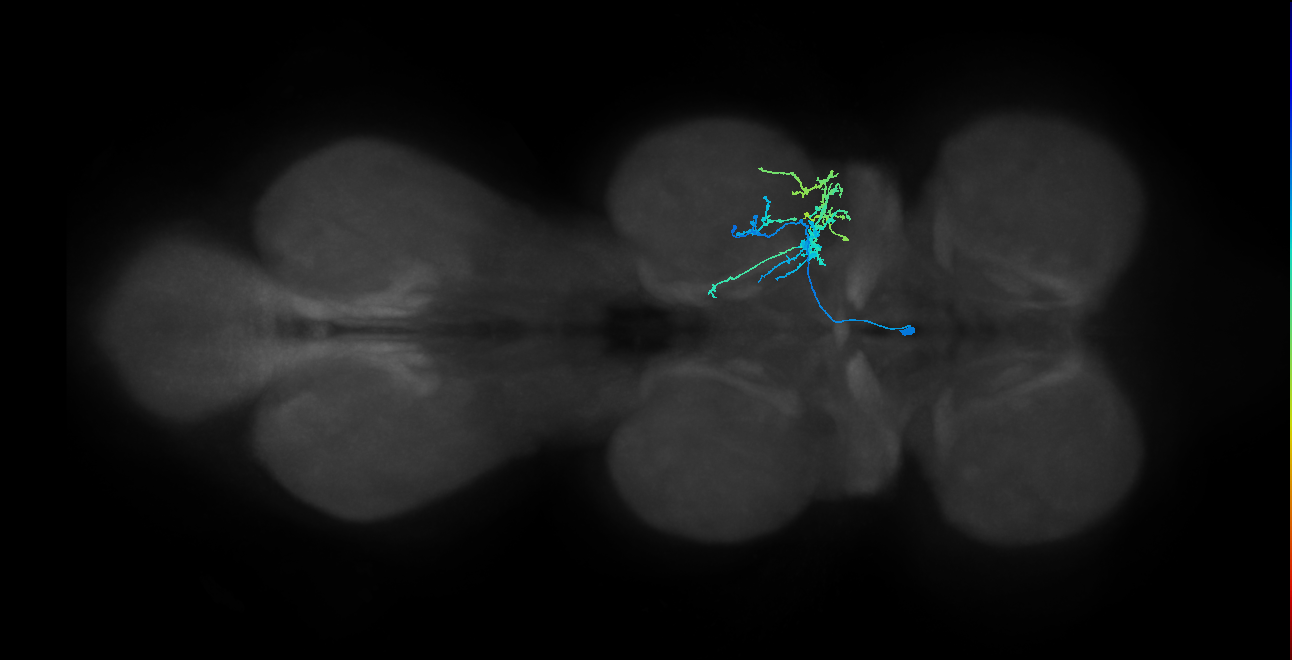 IN14A044_L (MaleCNS:907538)