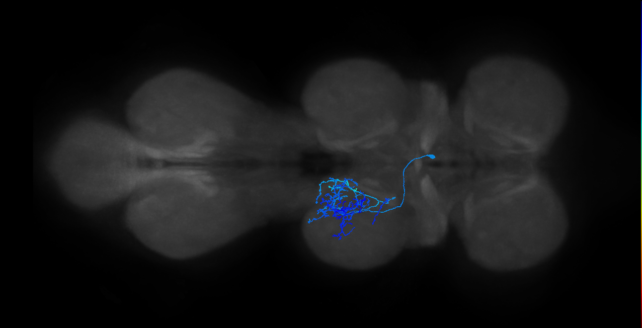 IN14A052_R (MaleCNS:806273)