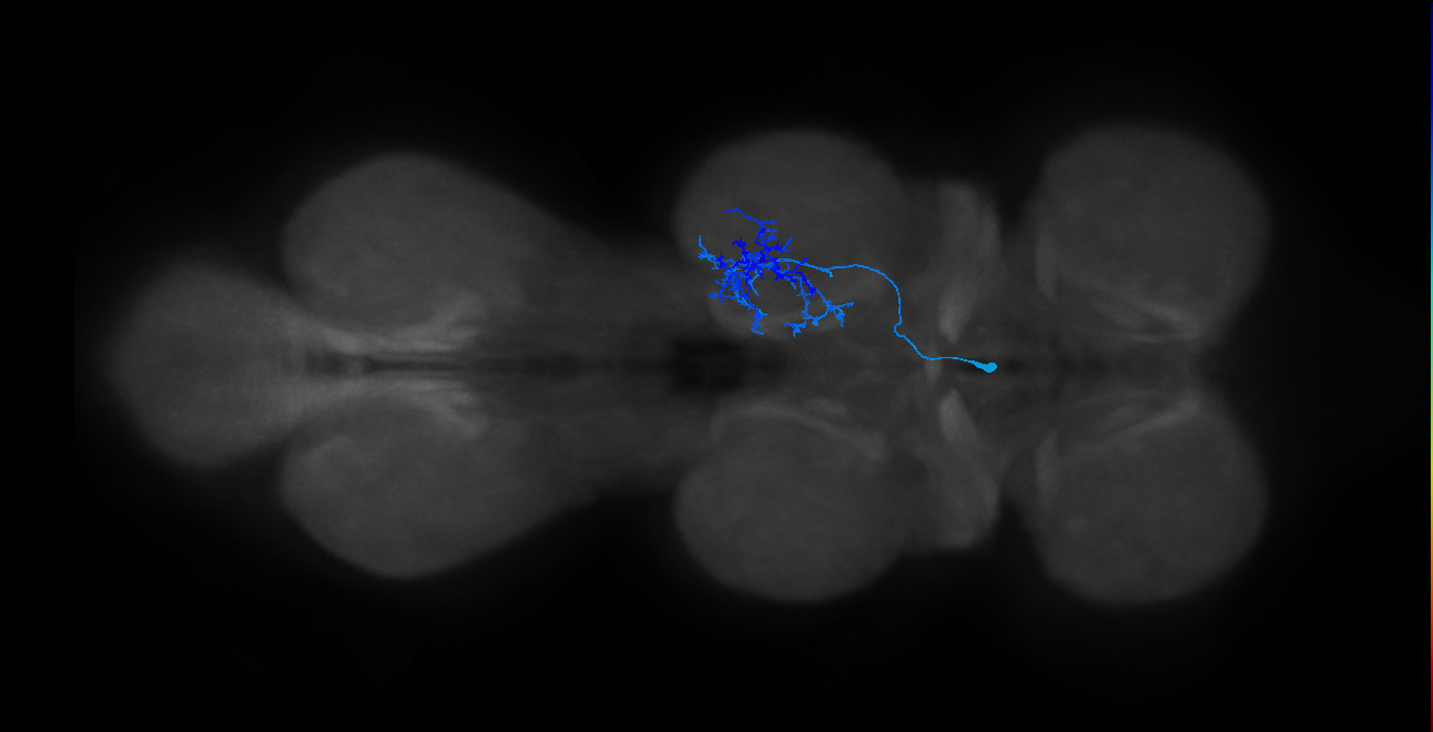 IN14A052_L (MaleCNS:810223)