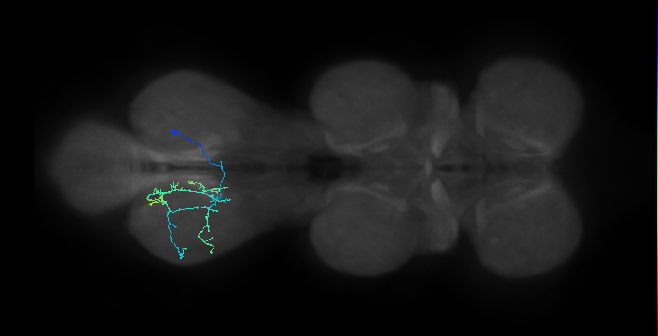 IN14A065_R (MaleCNS:811709)