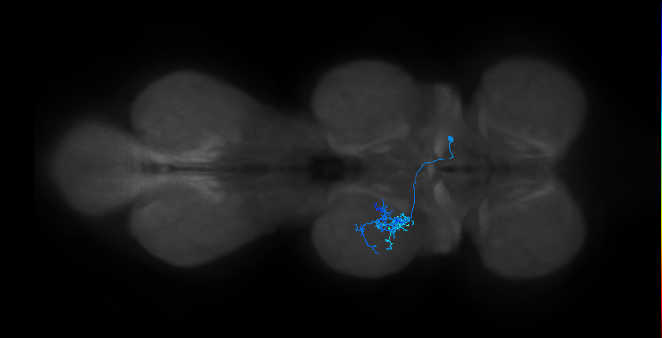 hemilineage 14A secondary neuron