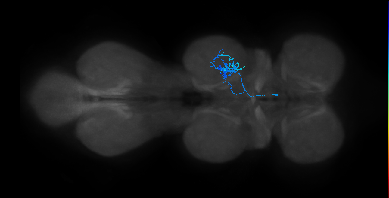 hemilineage 14A secondary neuron