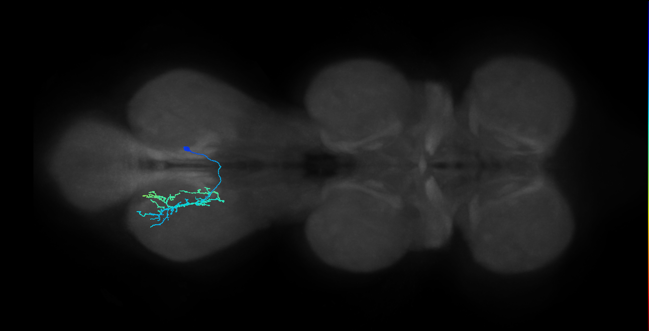 IN14A077_R (MaleCNS:910008)