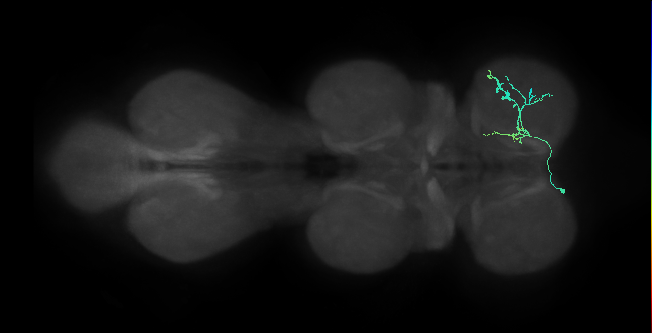 IN14A077_L (MaleCNS:815391)