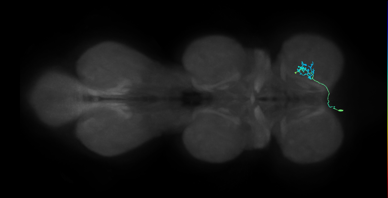 IN14A078_L (MaleCNS:940014)