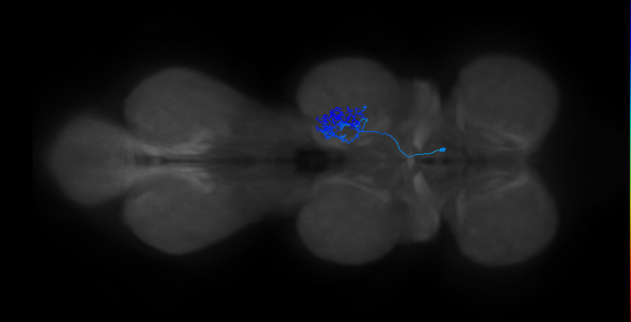 IN14A078_L (MaleCNS:806571)