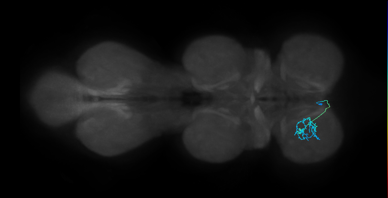 IN14A078_R (MaleCNS:810135)