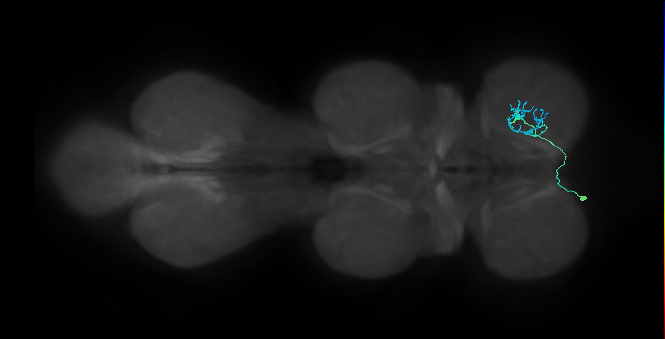IN14A078_L (MaleCNS:819310)