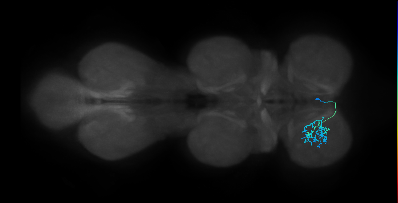 IN14A078_R (MaleCNS:910728)