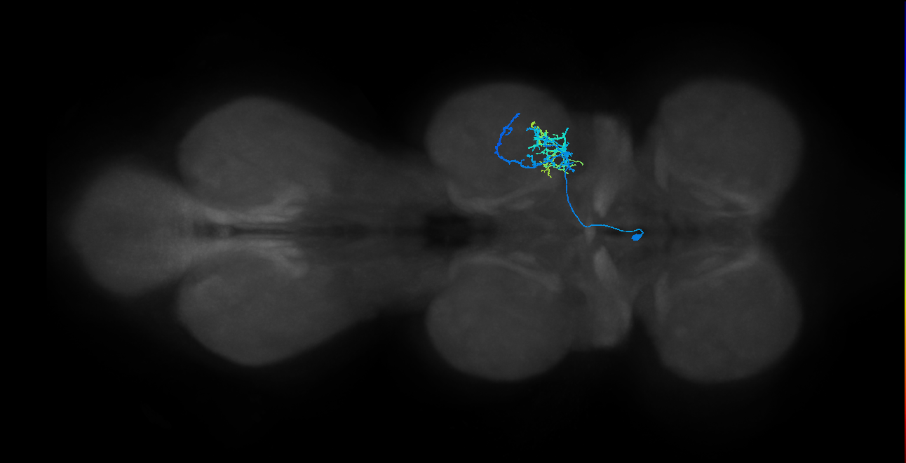 IN14A080_L (MaleCNS:811934)
