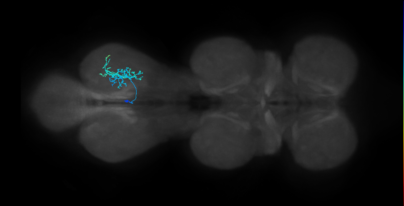 IN14A084_L (MaleCNS:811213)