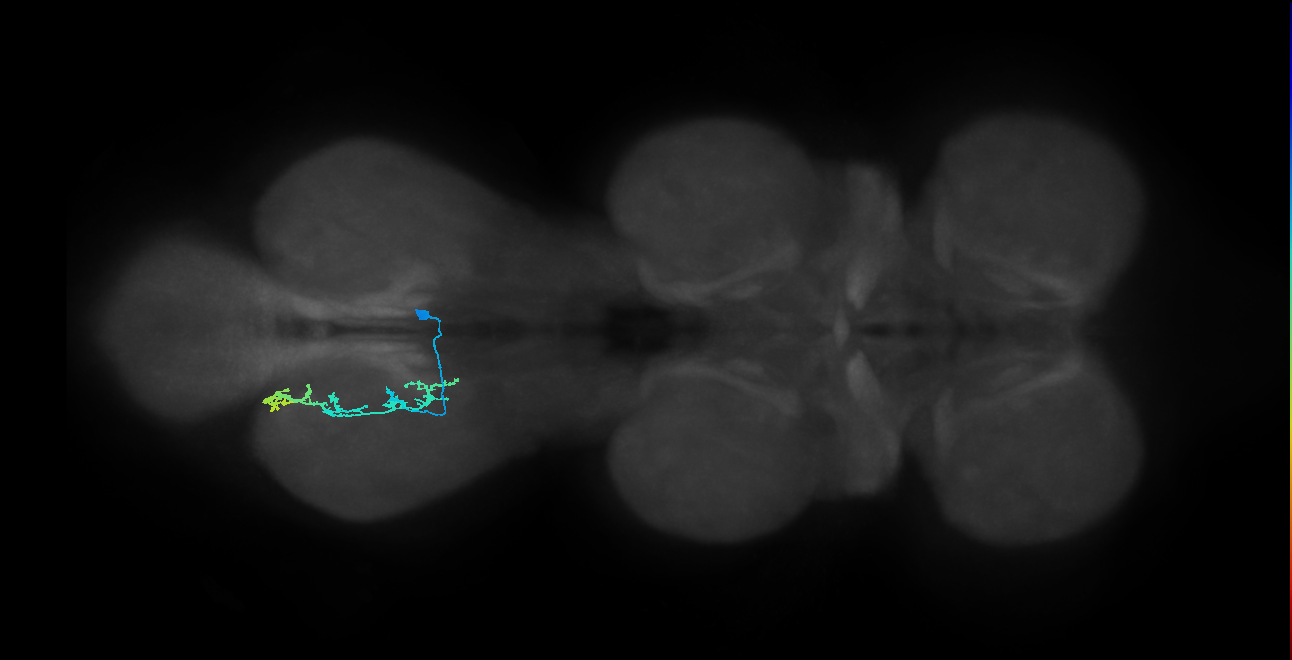 IN14A086_R (MaleCNS:811675)