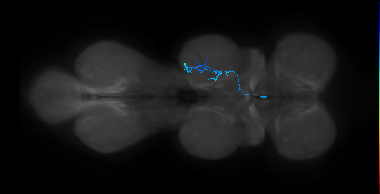 IN14A086_L (MaleCNS:812013)
