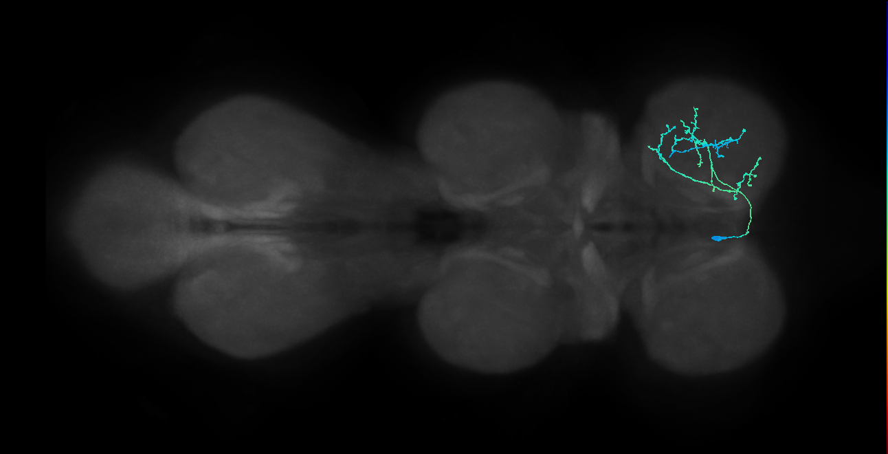 IN14A090_L (MaleCNS:814722)