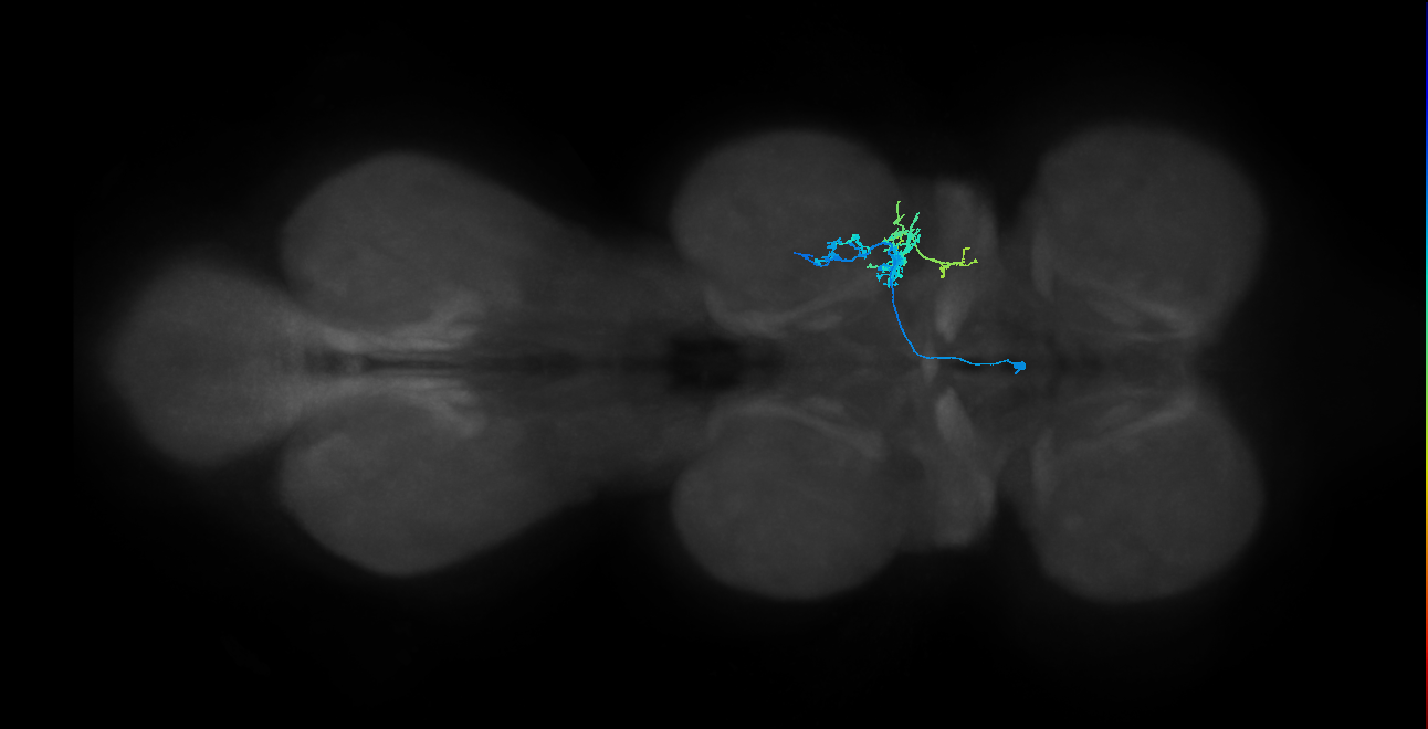 IN14A093_L (MaleCNS:800766)
