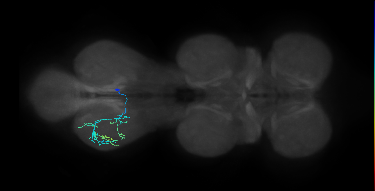 IN14A095_R (MaleCNS:812362)