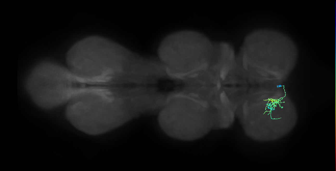 IN14A100, IN14A113_R (MaleCNS:818549)