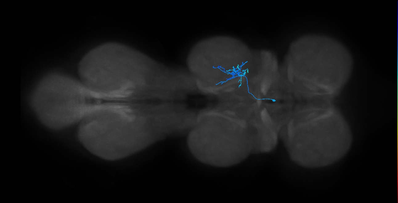 IN14A105_L (MaleCNS:819099)