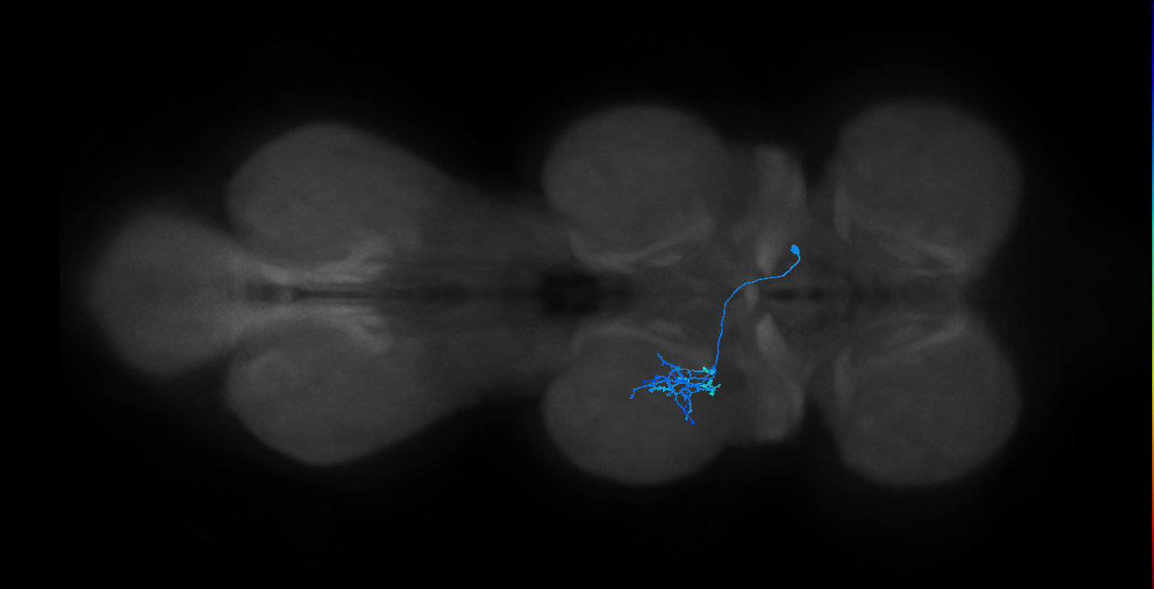 IN14A105_R (MaleCNS:814838)