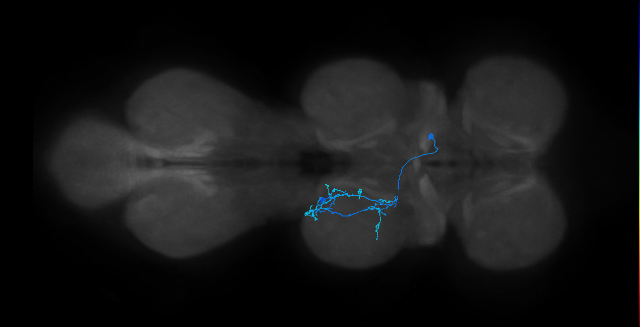 IN14A106_R (MaleCNS:813191)