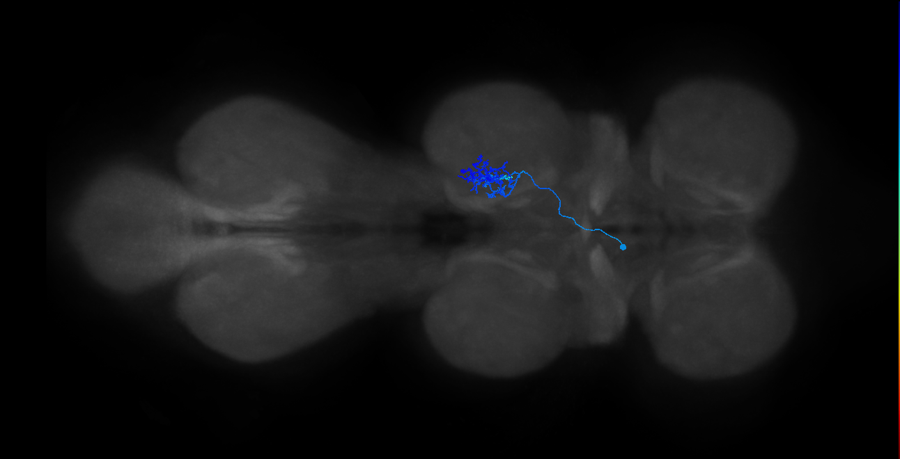 IN14A107_L (MaleCNS:810446)
