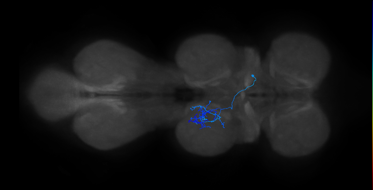 IN14A109_R (MaleCNS:810796)