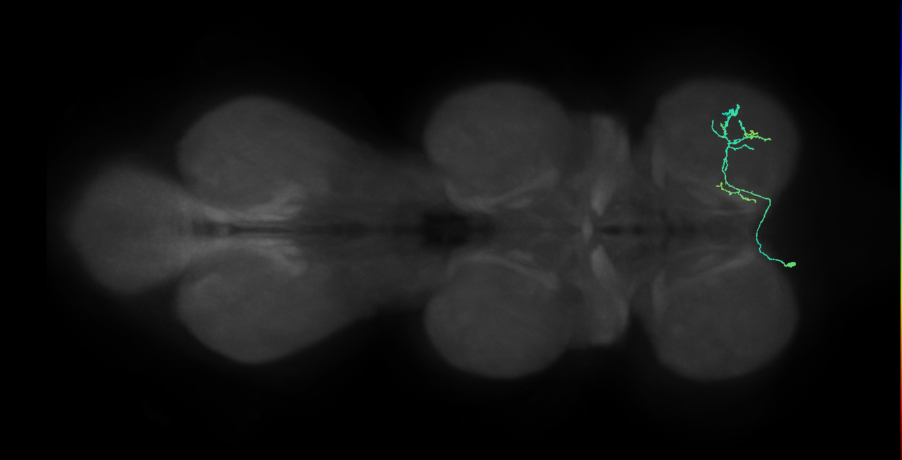 IN14A110_L (MaleCNS:868006)