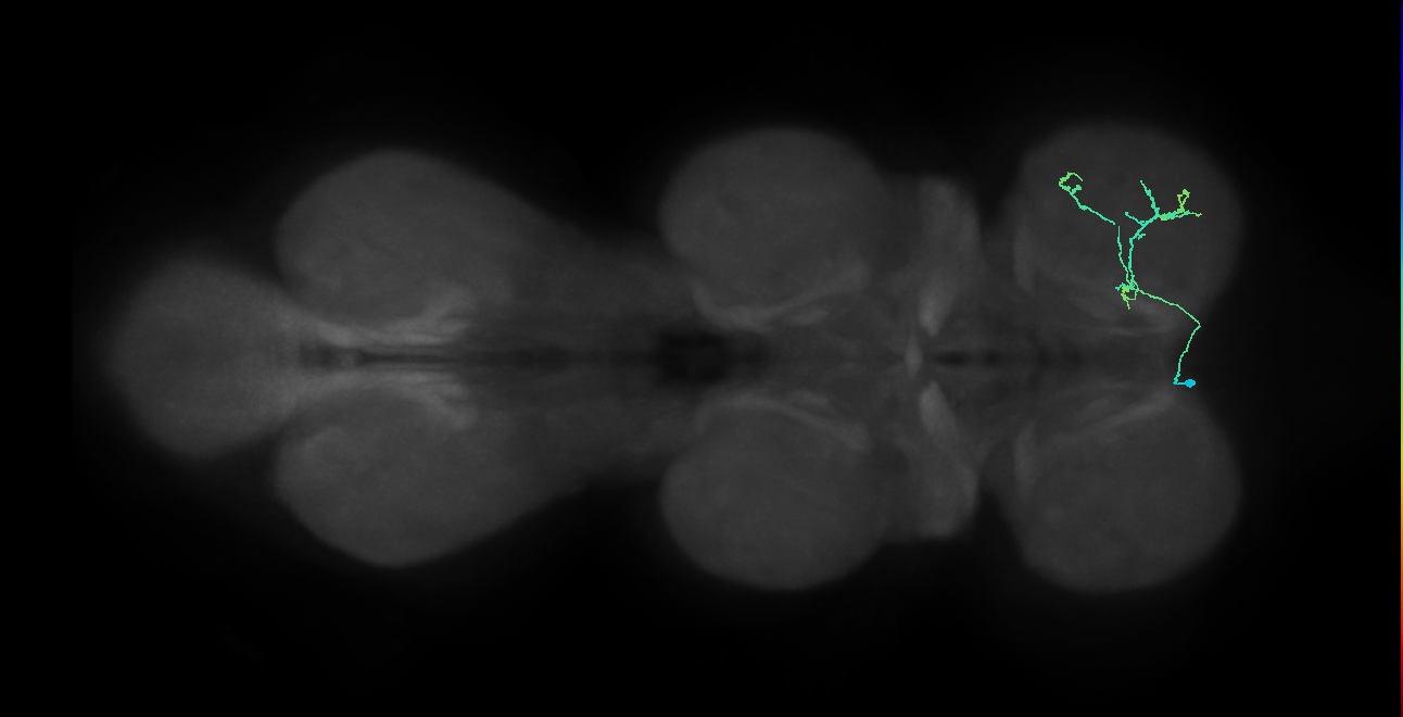 IN14A110_L (MaleCNS:1050078693)