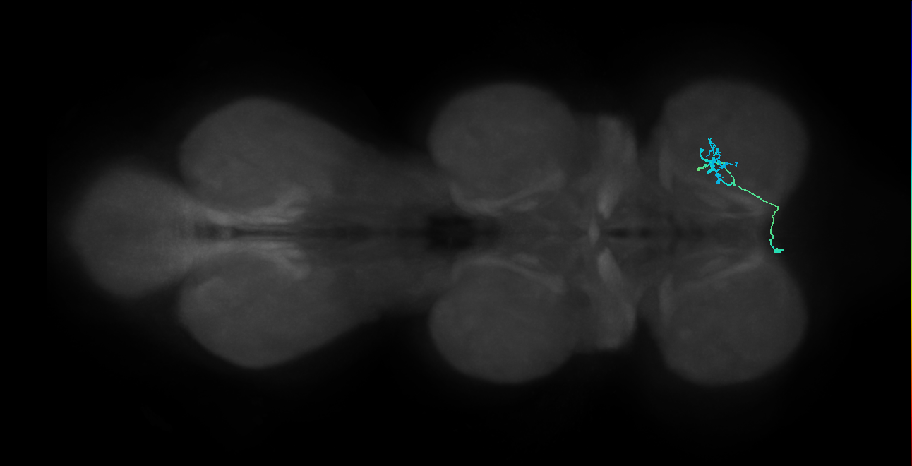 IN14A116_L (MaleCNS:815699)