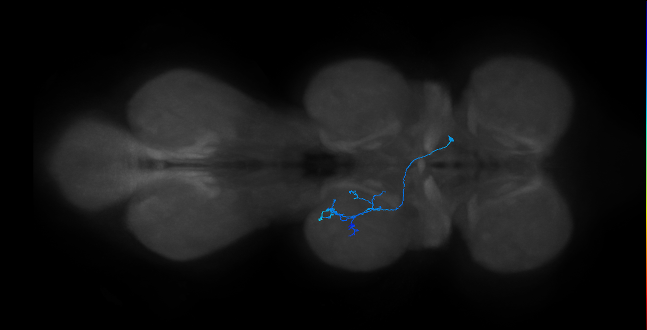 IN14A117_R (MaleCNS:855495)