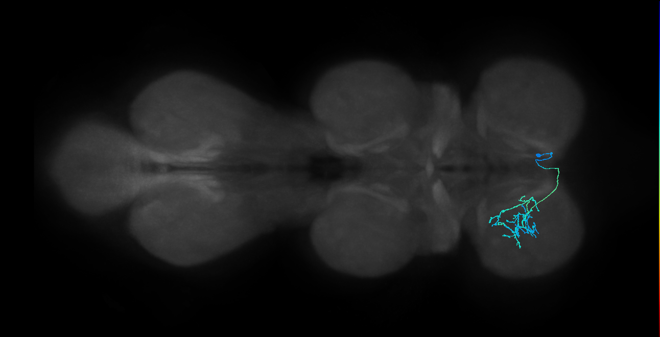 IN14A119_R (MaleCNS:940403)