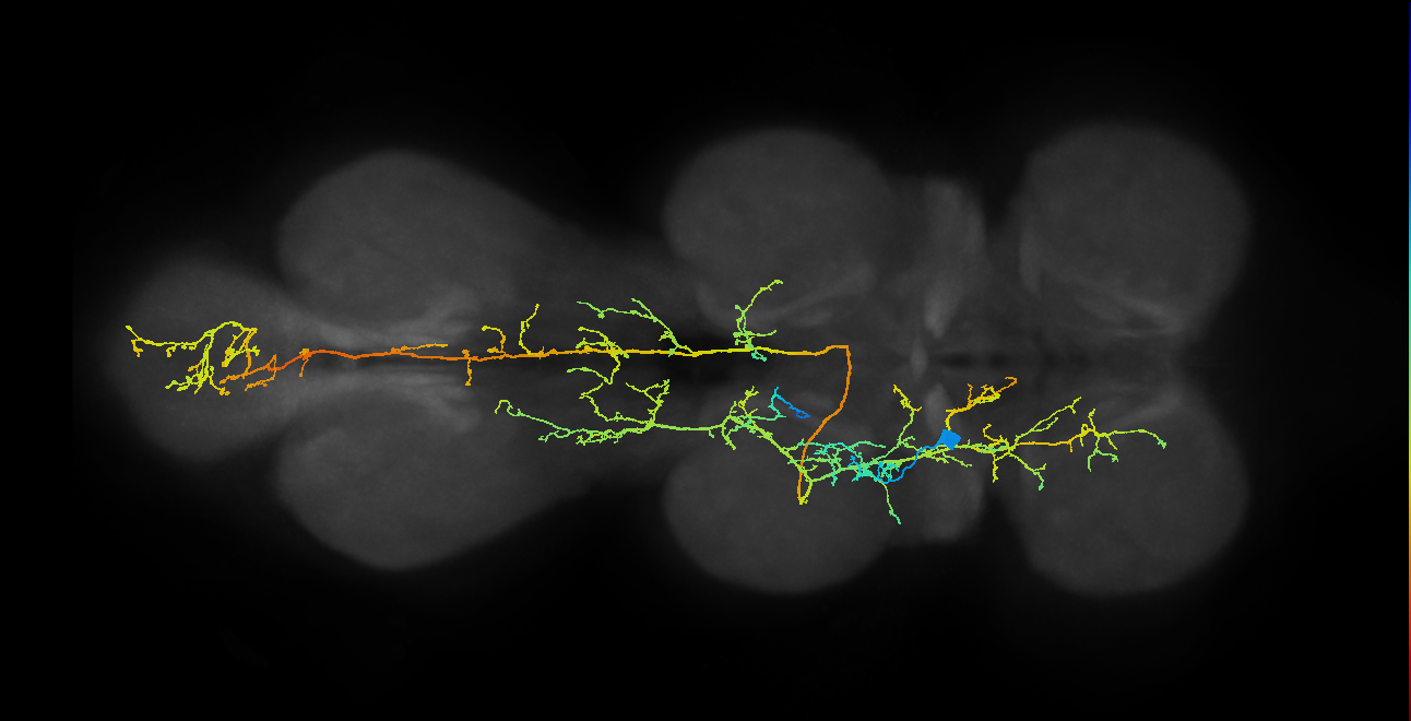 lineage 14 secondary neuron