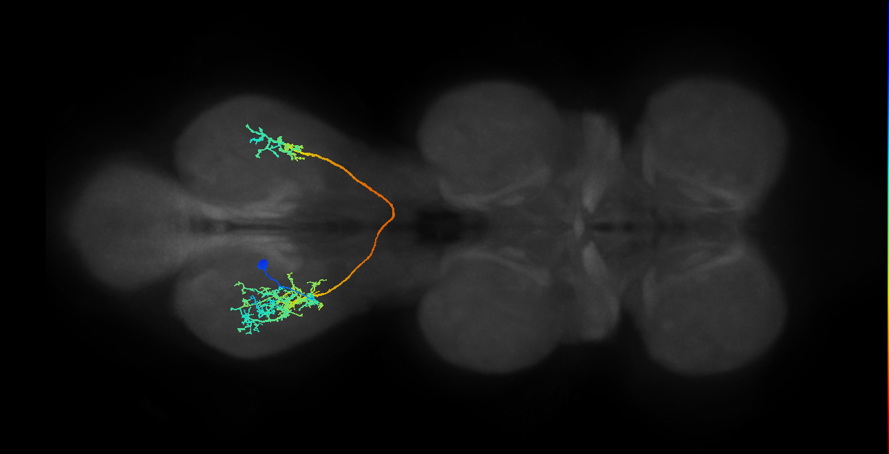 hemilineage 14B secondary neuron
