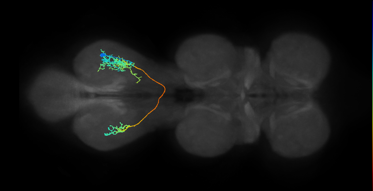 hemilineage 14B secondary neuron