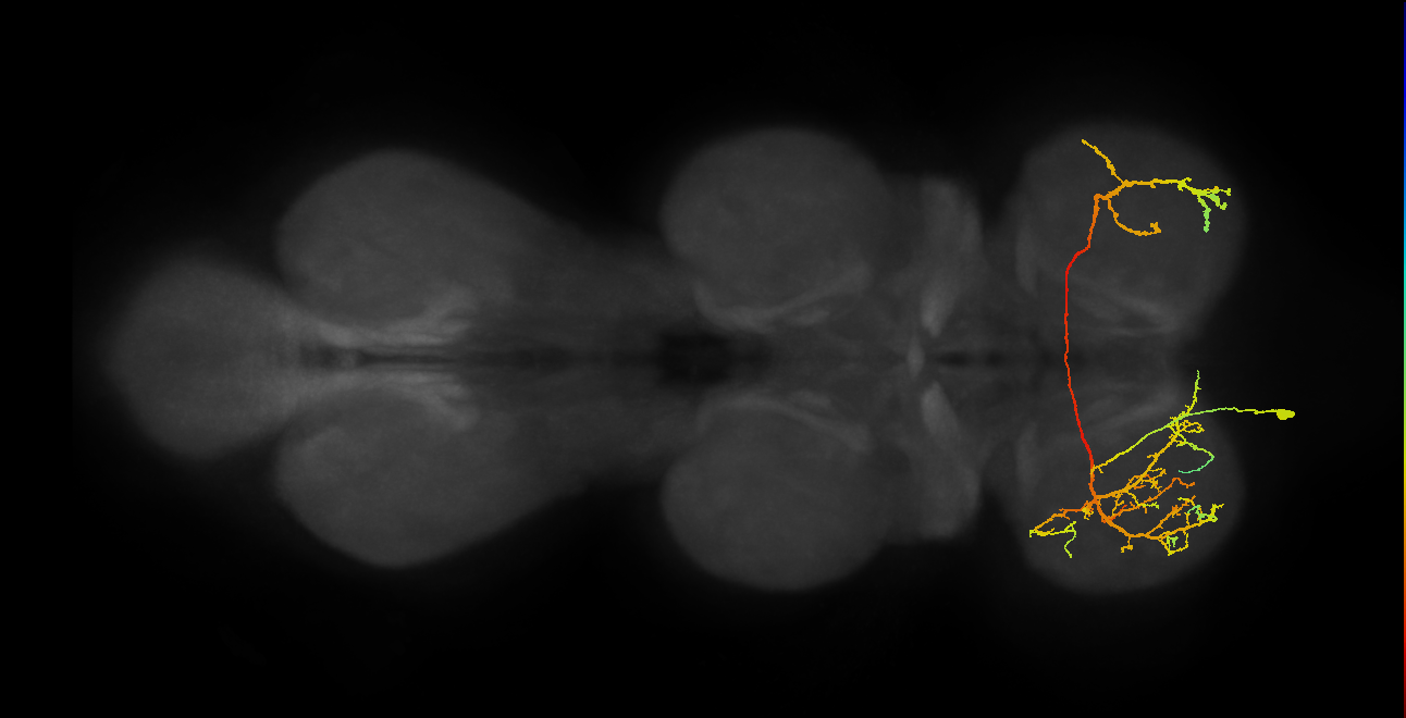 lineage 14 secondary neuron