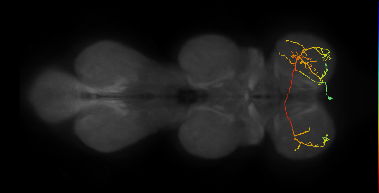 lineage 14 secondary neuron