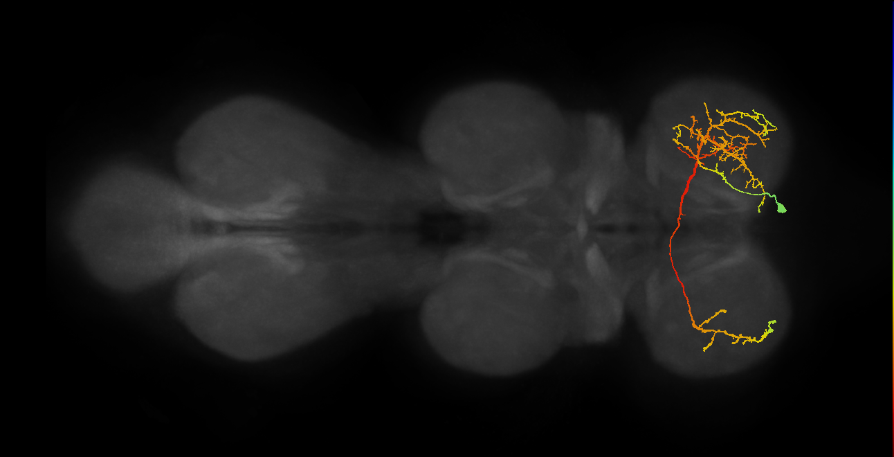 IN14B011_R (MaleCNS:803141)